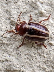 Calligrapha bidenticola