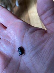 Onthophagus australis