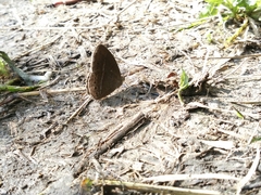 Mycalesis