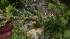 Aspalathus shawii shawii