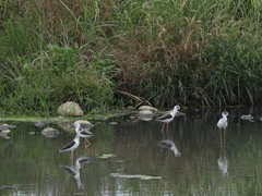 Himantopus himantopus