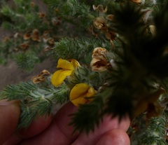 Aspalathus shawii shawii