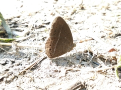 Mycalesis