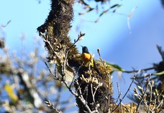 Aethopyga nipalensis