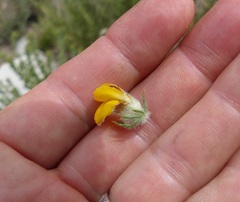 Aspalathus shawii shawii