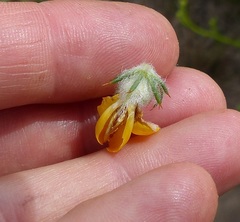 Aspalathus shawii shawii