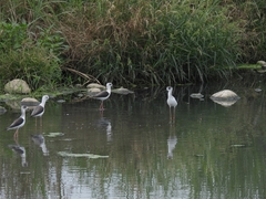 Himantopus himantopus