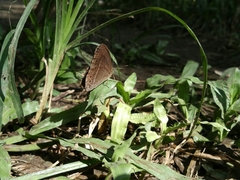 Mycalesis
