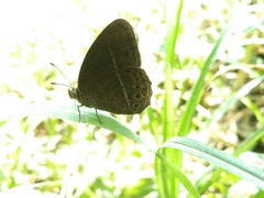 Mycalesis