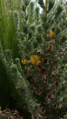 Aspalathus shawii shawii