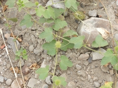 Passiflora vesicaria