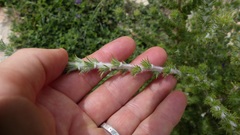 Aspalathus shawii shawii