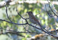 Grammatoptila striata