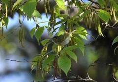 Phylloscopus chloronotus