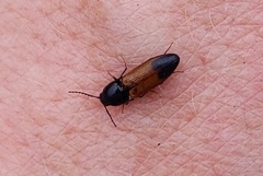 Ampedus phoenicopterus