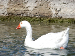 Anser anser domesticus