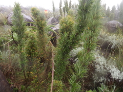 Bergbambos tessellata