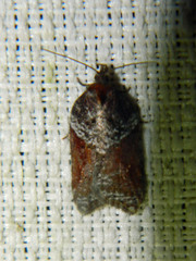 Acleris macdunnoughi