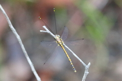 Suhpalacsa subtrahens