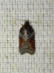 Acleris macdunnoughi