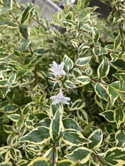Abelia × grandiflora