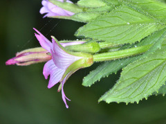 Epilobium ciliatum watsonii
