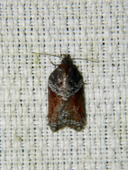 Acleris macdunnoughi