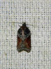 Acleris macdunnoughi