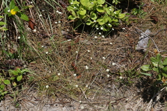 Syngonanthus flavidulus image