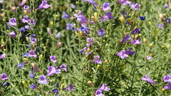 Penstemon heterophyllus australis