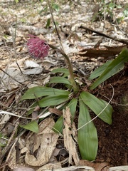 Heloniopsis orientalis