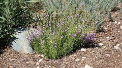 Penstemon heterophyllus australis