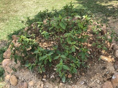 Boehmeria densiflora