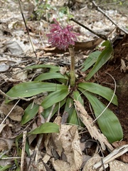 Heloniopsis orientalis