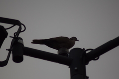 Streptopelia decaocto