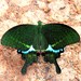 Papilio paris - Photo (c) anilamanalil, μερικά δικαιώματα διατηρούνται (CC BY-NC), uploaded by anilamanalil