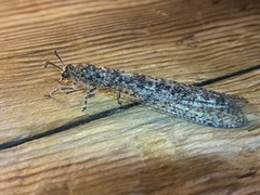 Acanthaclisini