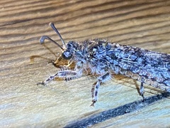 Acanthaclisini