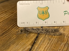 Acanthaclisini