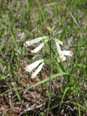 Penstemon oklahomensis
