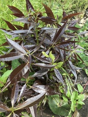 Quercus myrsinifolia