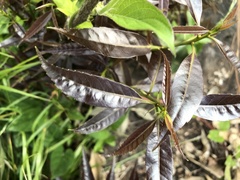 Quercus myrsinifolia