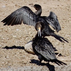 Nannopterum brasilianum