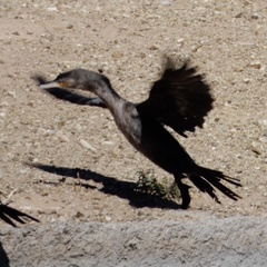 Nannopterum brasilianum