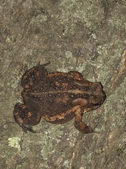 Anaxyrus