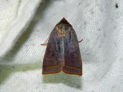 Epiglaea apiata