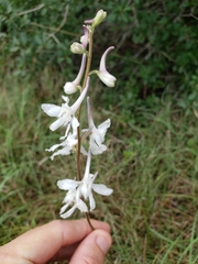 Delphinium carolinianum