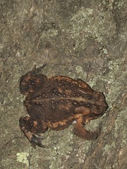 Anaxyrus