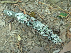 Parmotrema submarginale