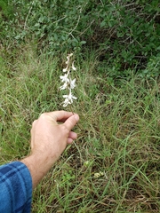 Delphinium carolinianum